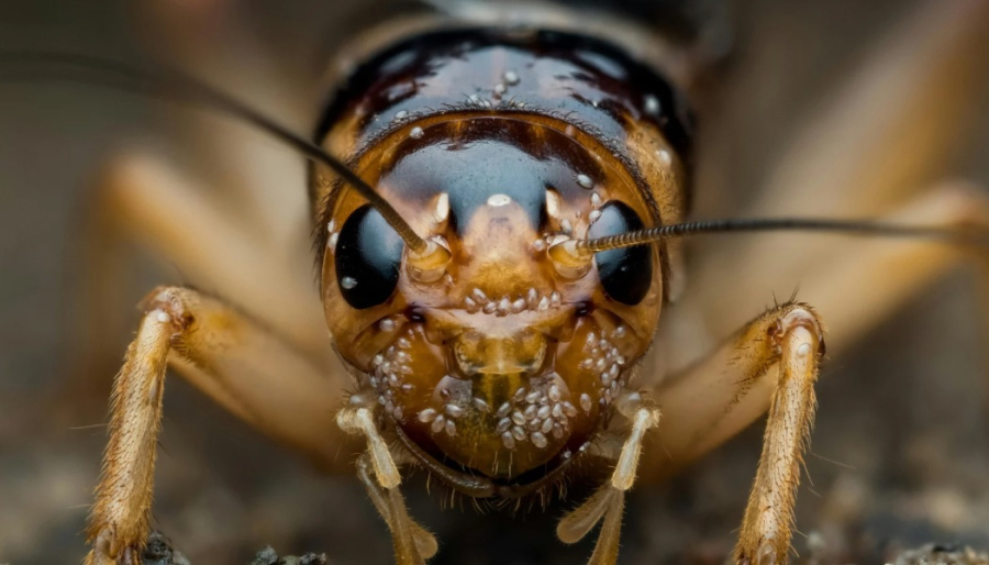 Com chuvas e calor, grilos reaparecem em casas e apartamentos de Belém