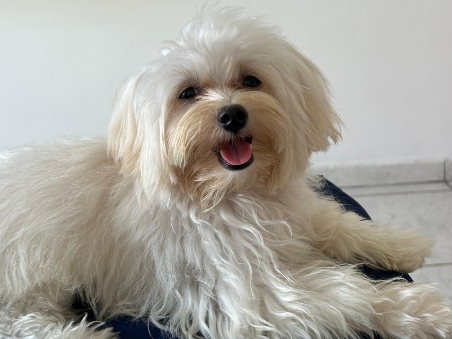 “Dr. Pipoca”: empresa cobra mudança de nome de pet paraense em perfil no Instagram