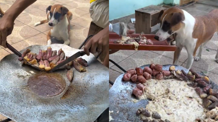 Cachorros viralizam ao ganhar “banquete de churrasco” e provocam inveja na web