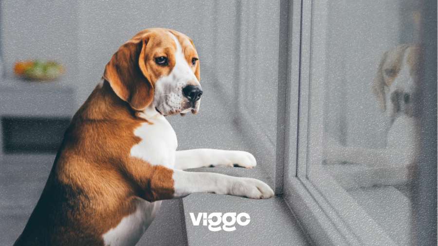 Ansiedade de separação cresce entre cães e acende alerta sobre saúde emocional dos pets