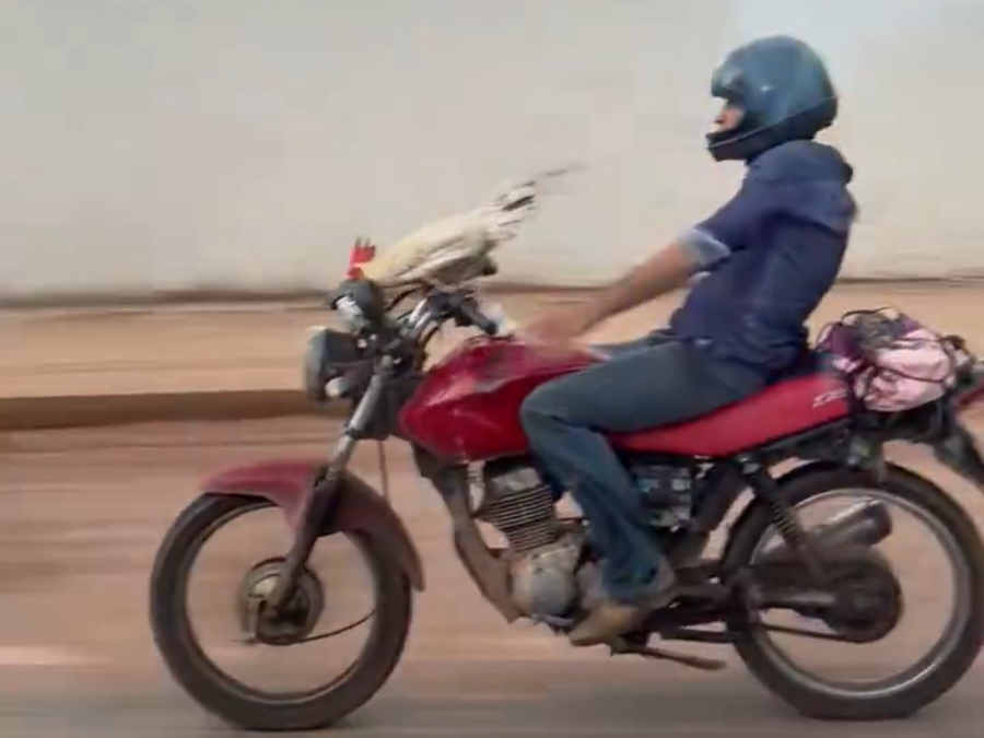 Galinha “pilota” moto e cena inusitada chama atenção em Macapá