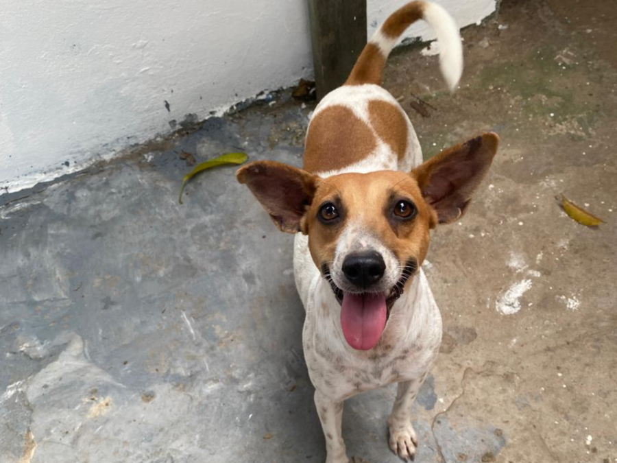 Feiras de adoção de cães e gatos movimentam Shopping Metrópole Ananindeua neste sábado (30)