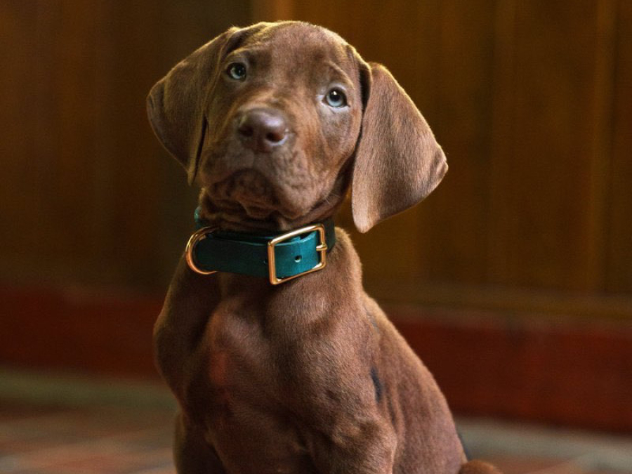 Netflix revela primeira imagem de Scooby-Doo como cachorro real em nova série live-action