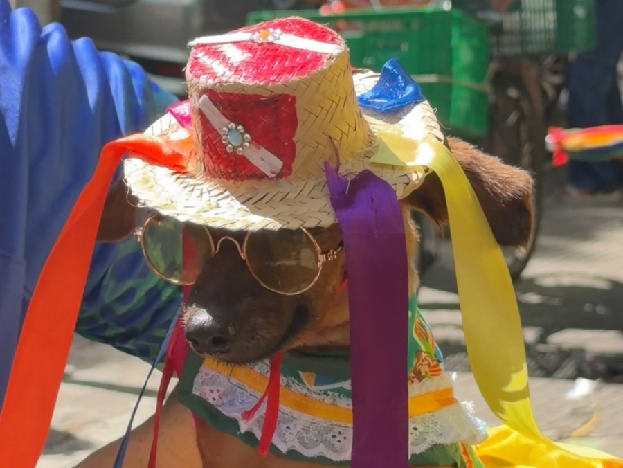 Vestida a caráter, cachorrinha vira atração no Arrastão do Pavulagem