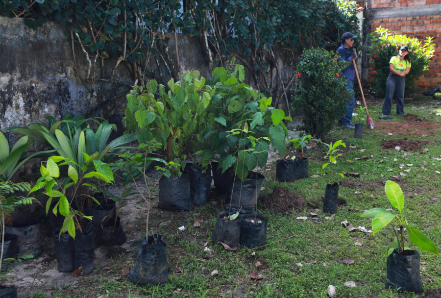 Prefeitura de Belém lança serviço gratuito para moradores solicitarem plantio de árvores