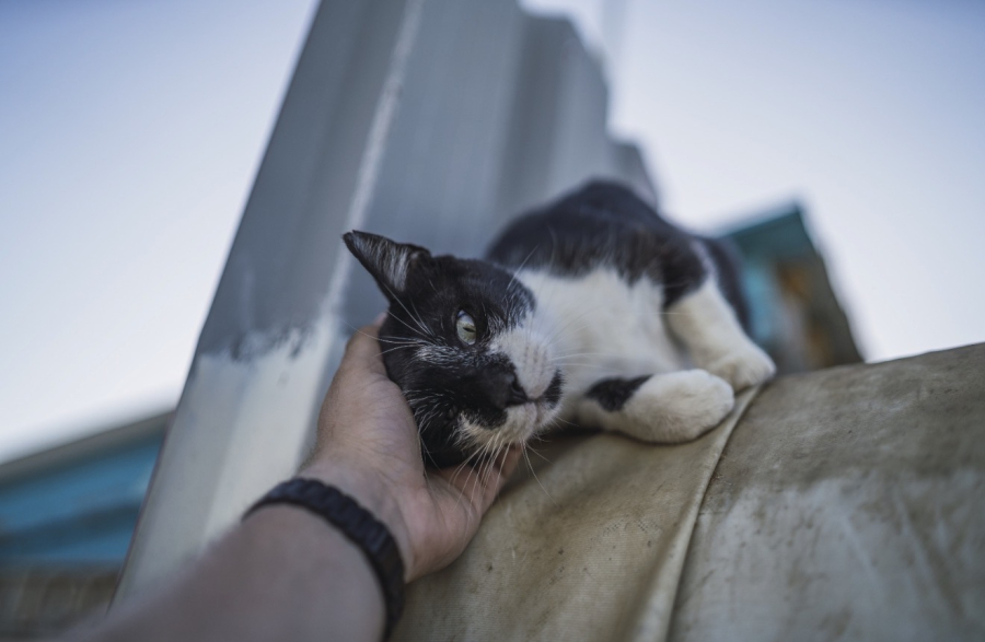 Shopping Pátio Higienópolis promove feira de adoção de cães e gatos neste sábado em São Paulo