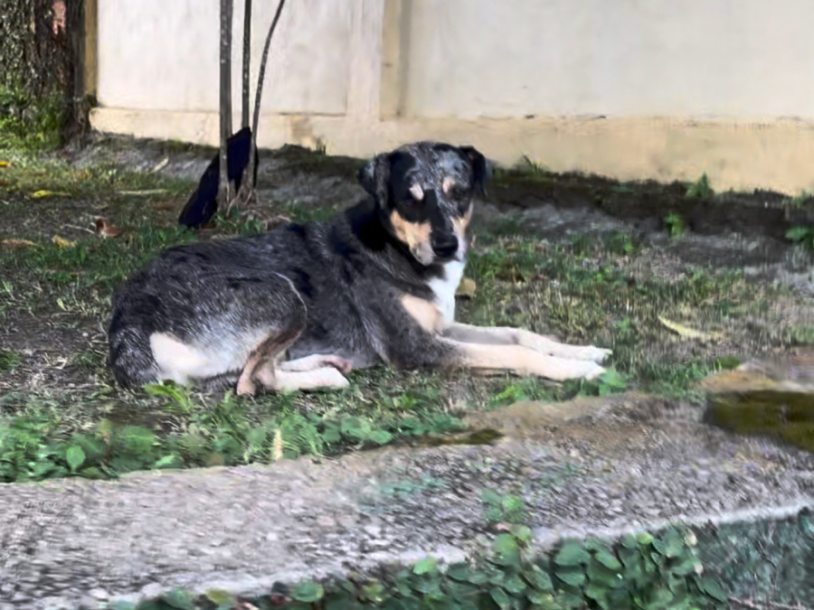 “De dia na igreja, à noite na farra”: cachorro vira figura conhecida em Icoaraci, distrito de Belém