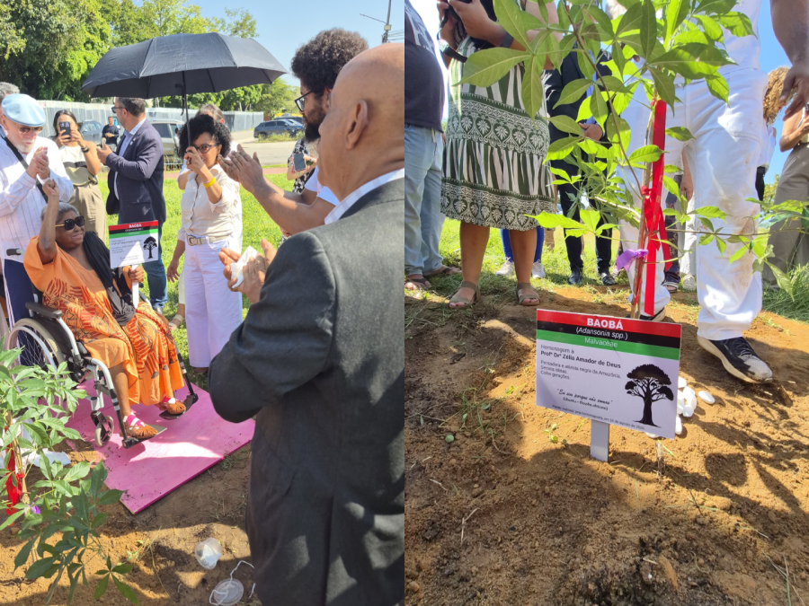 UFPA planta baobá em homenagem ao legado de Zélia Amador de Deus