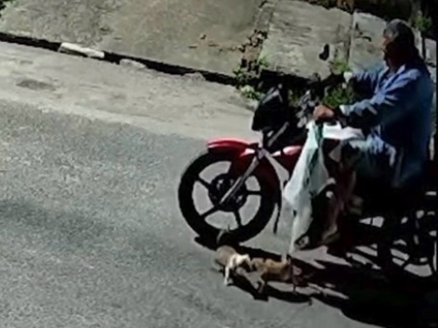 Filhotes de cachorro são abandonados no meio da rua no Tenoné, em Belém